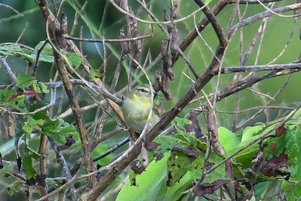 Tennessee Warbler - ML646945748