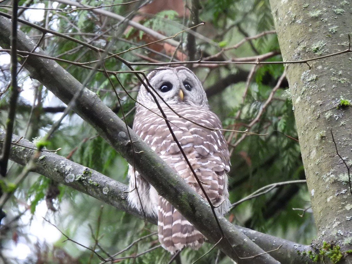 Barred Owl - ML646945752
