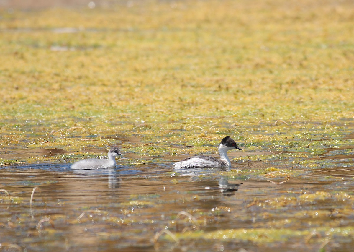 Silvery Grebe - ML646945753