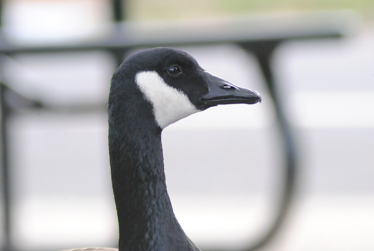 Canada Goose - ML646945758