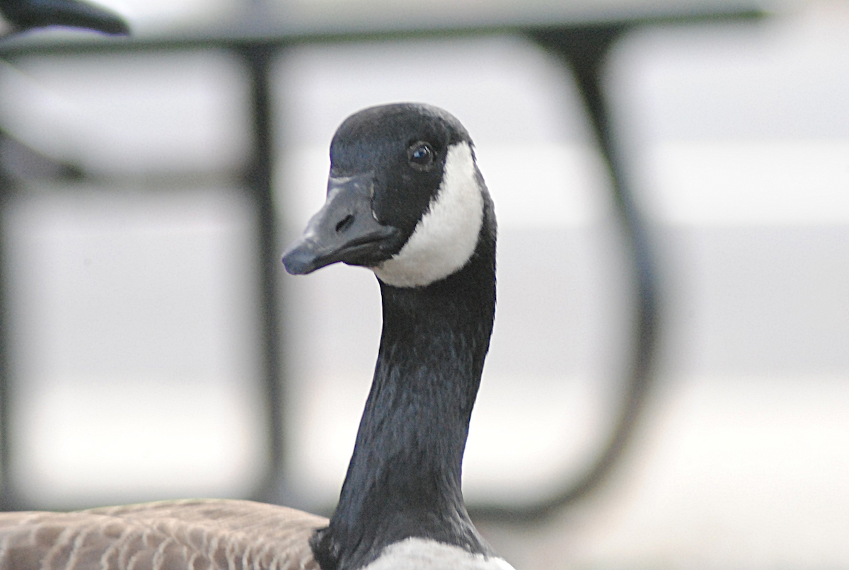 Canada Goose - ML646945759