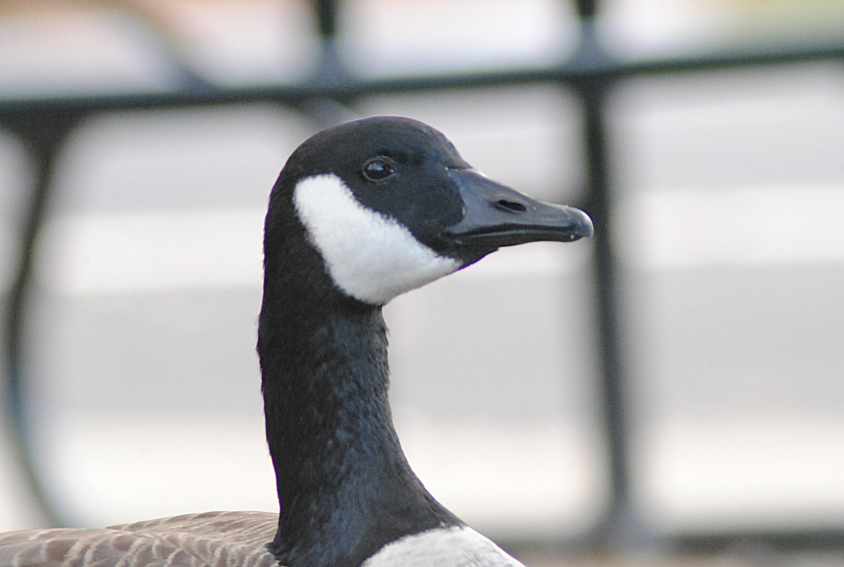 Canada Goose - ML646945760