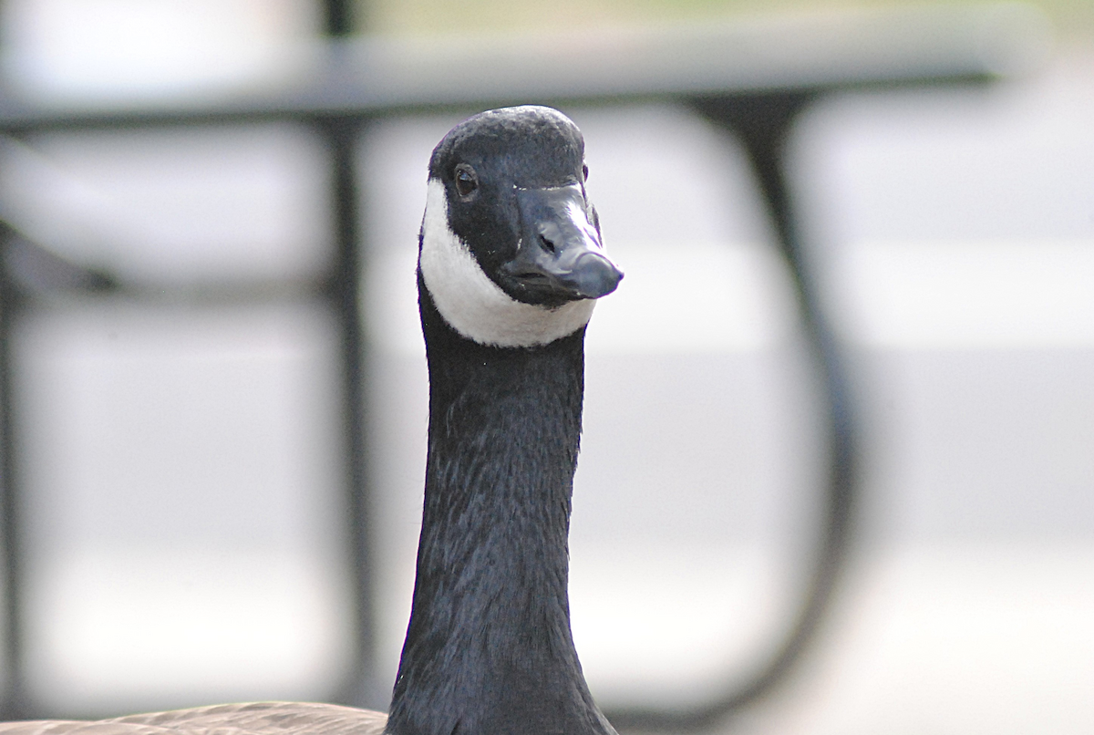 Canada Goose - ML646945761