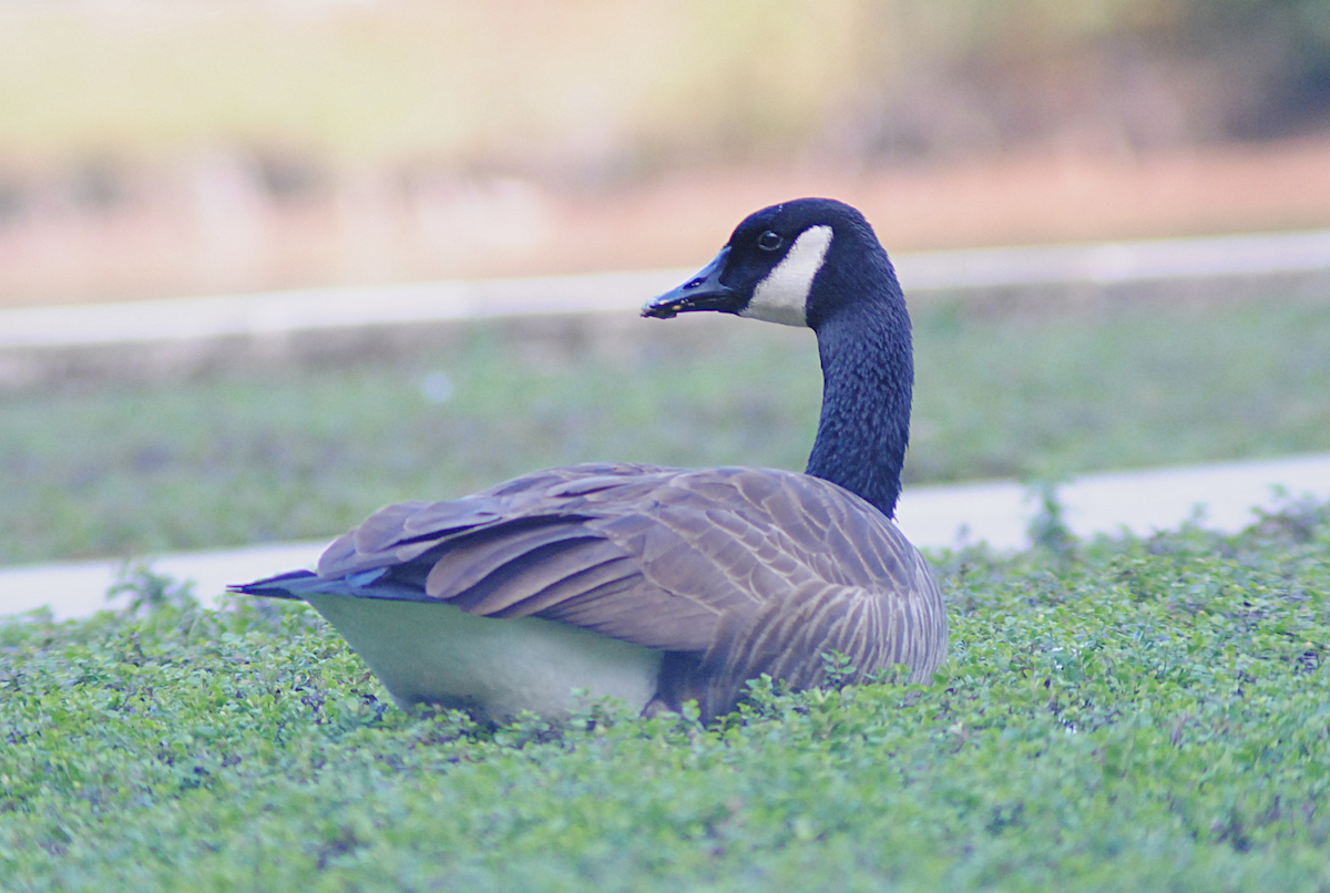 Canada Goose - ML646945762