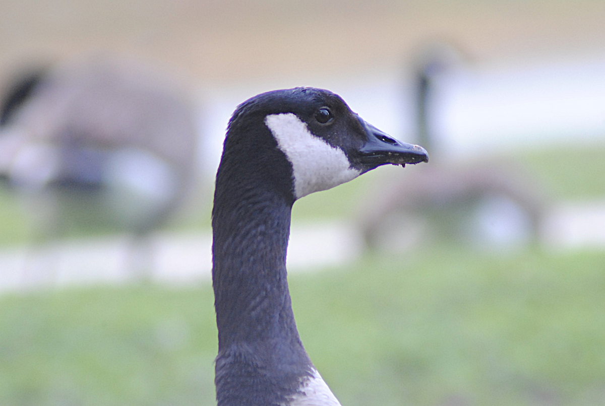 Canada Goose - ML646945763