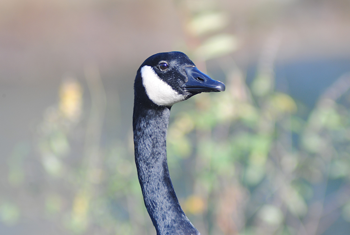 Canada Goose - ML646945764