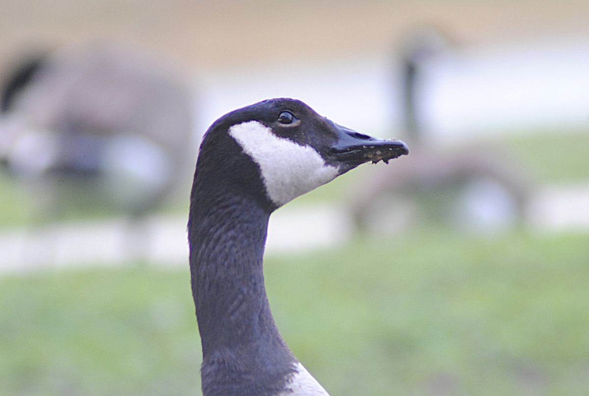Canada Goose - ML646945765