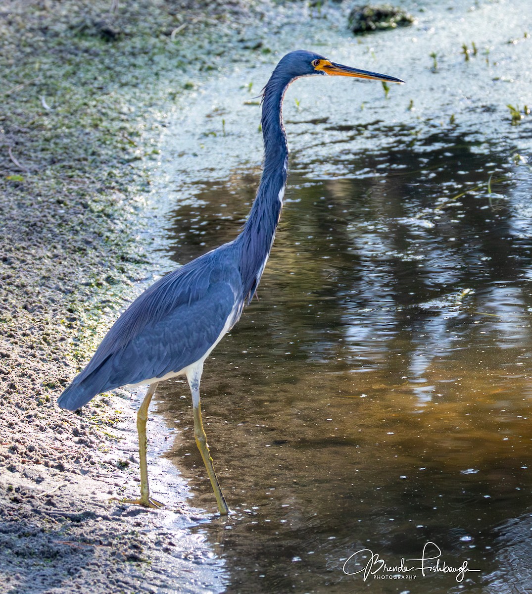 Трёхцветная цапля - ML646945766