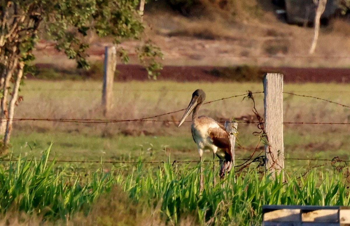 Black-necked Stork - ML646945767
