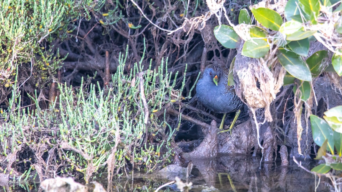 Australian Crake - ML646945769
