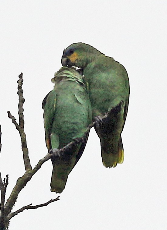 Venezuelaamazone - ML646945770