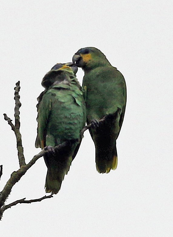 Venezuelaamazone - ML646945771