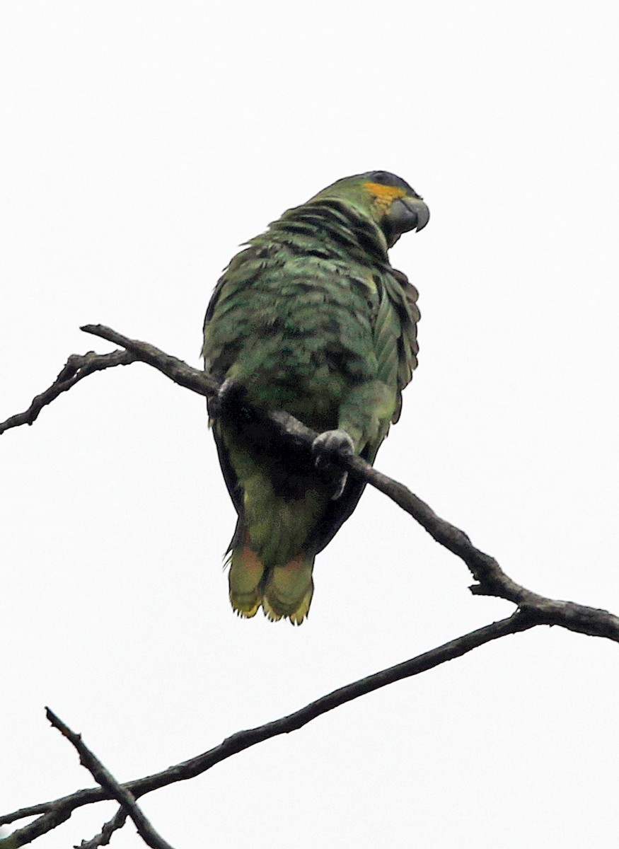 Venezuelaamazone - ML646945772