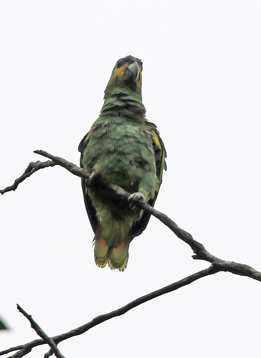 Venezuelaamazone - ML646945773