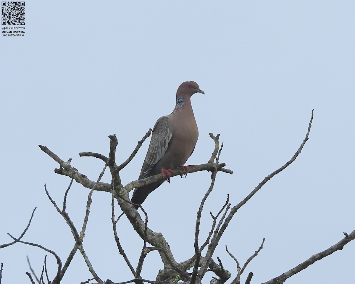 Темнохвостый голубь - ML646945774