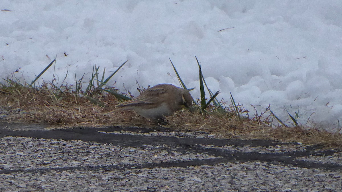 Horned Lark - ML646945779