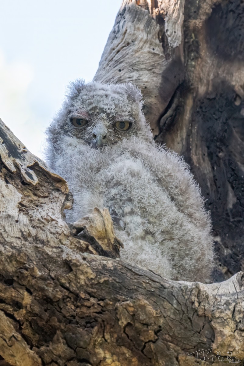 Grand-duc africain - ML646945798