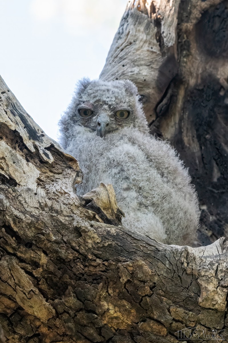 Grand-duc africain - ML646945799