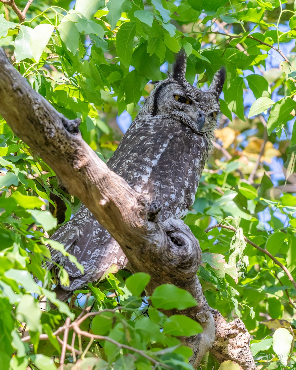 Grand-duc africain - ML646945800