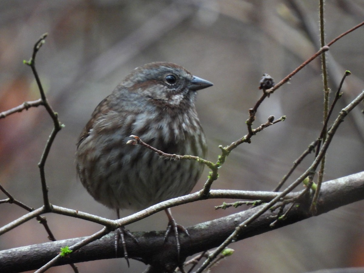 Song Sparrow - ML646945809