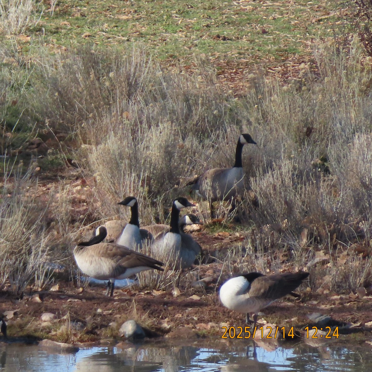 Canada Goose - ML646945810