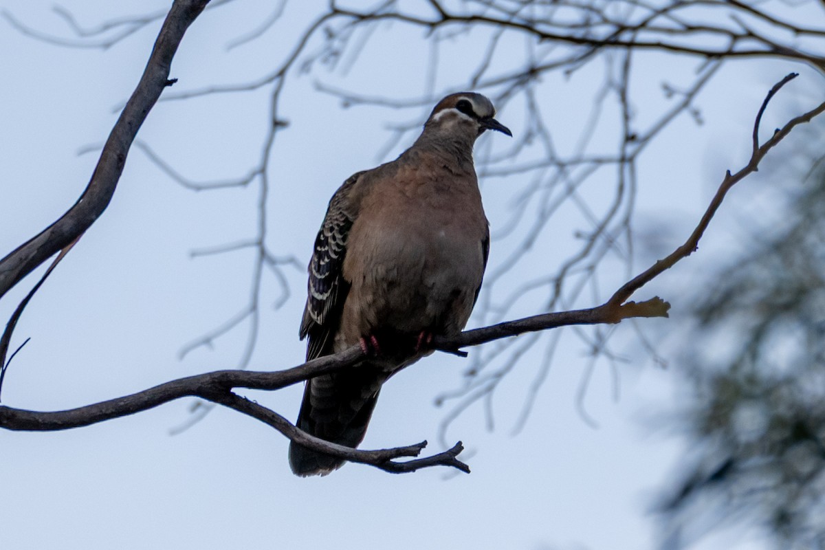 Common Bronzewing - ML646945811