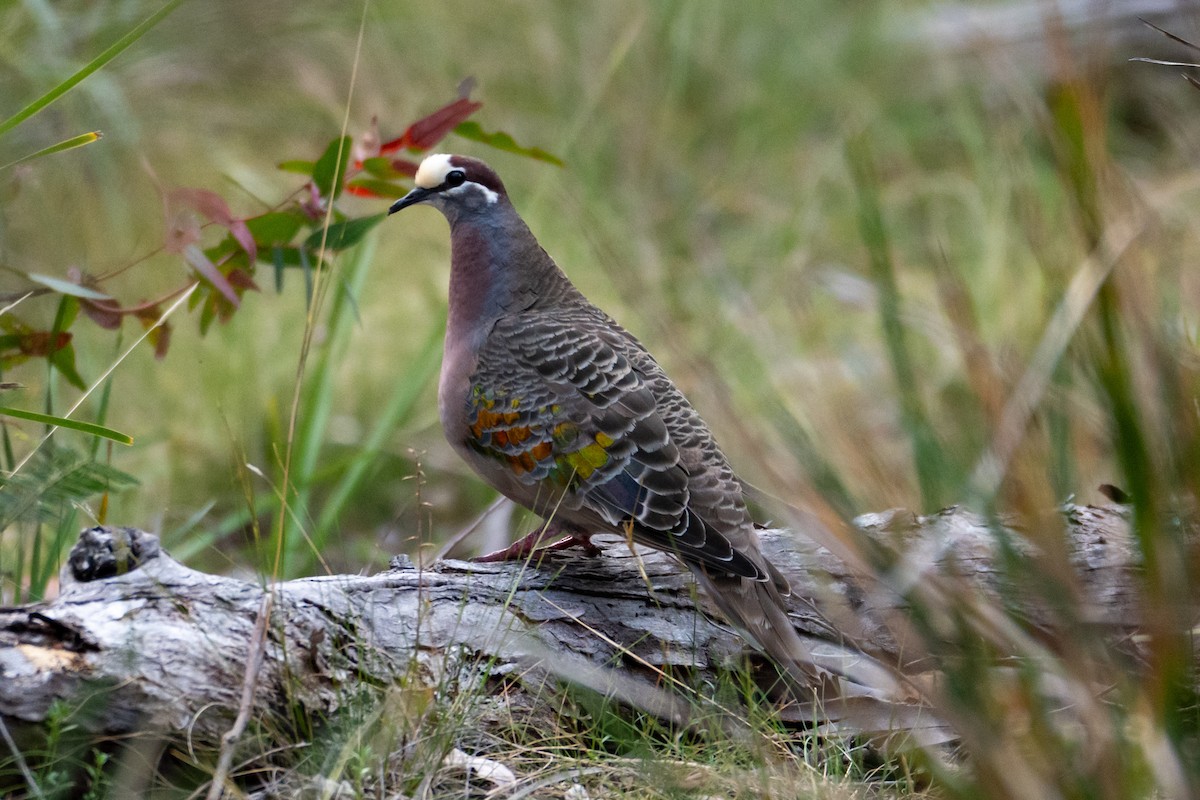 Common Bronzewing - ML646945812