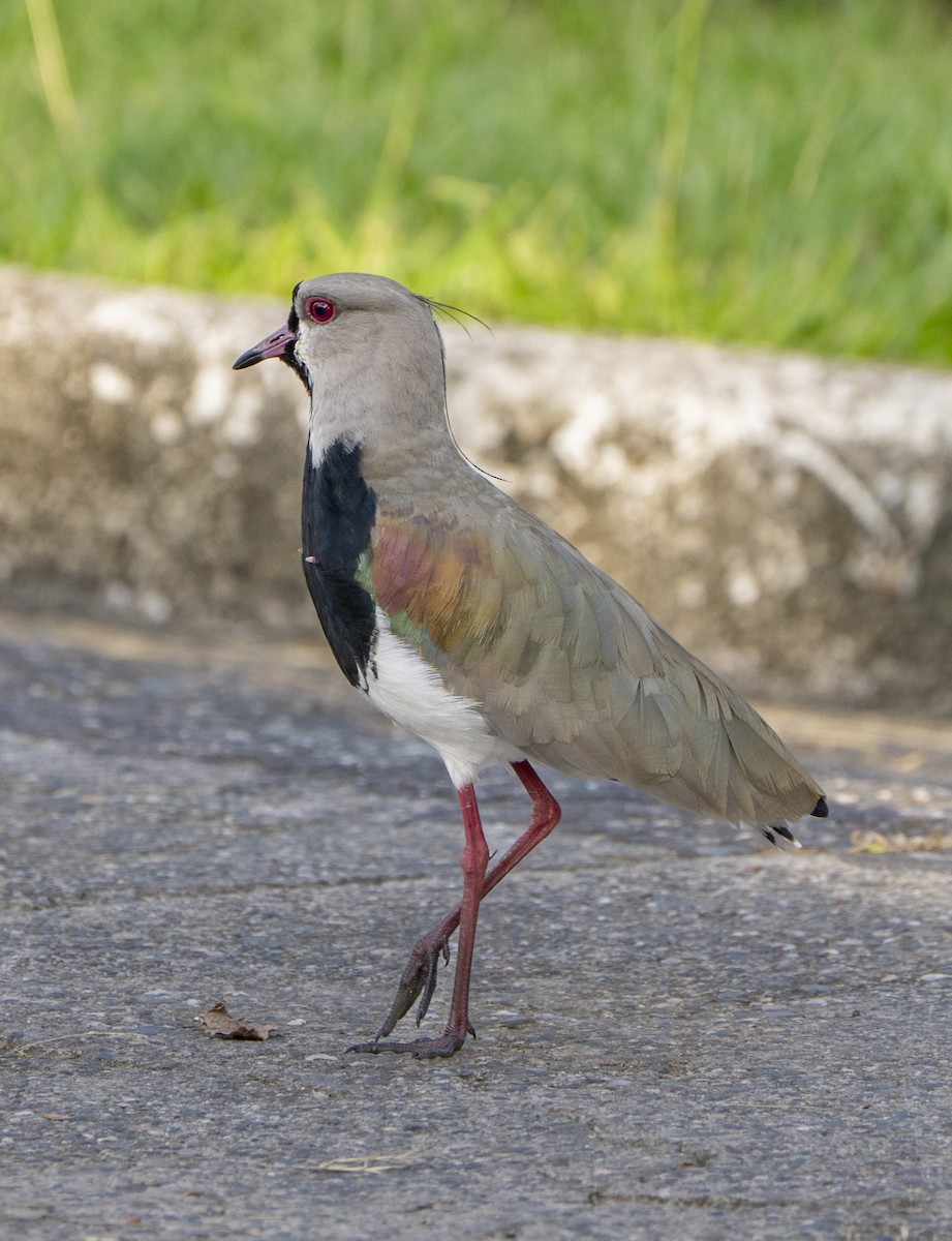 Southern Lapwing - ML646945813