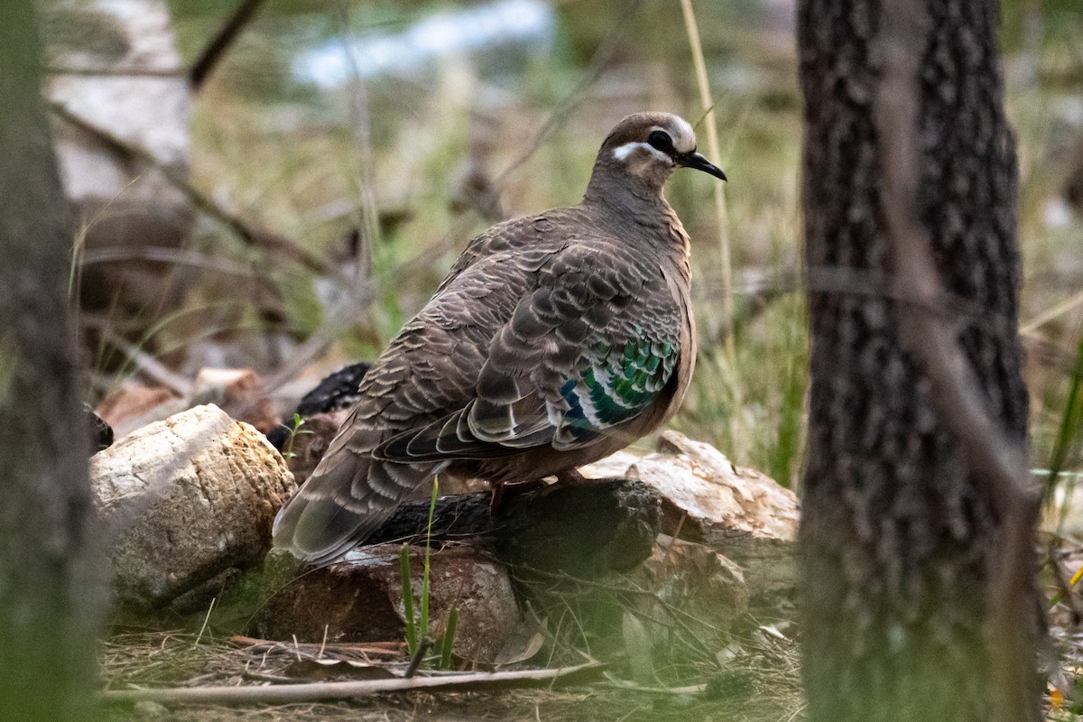 Common Bronzewing - ML646945814