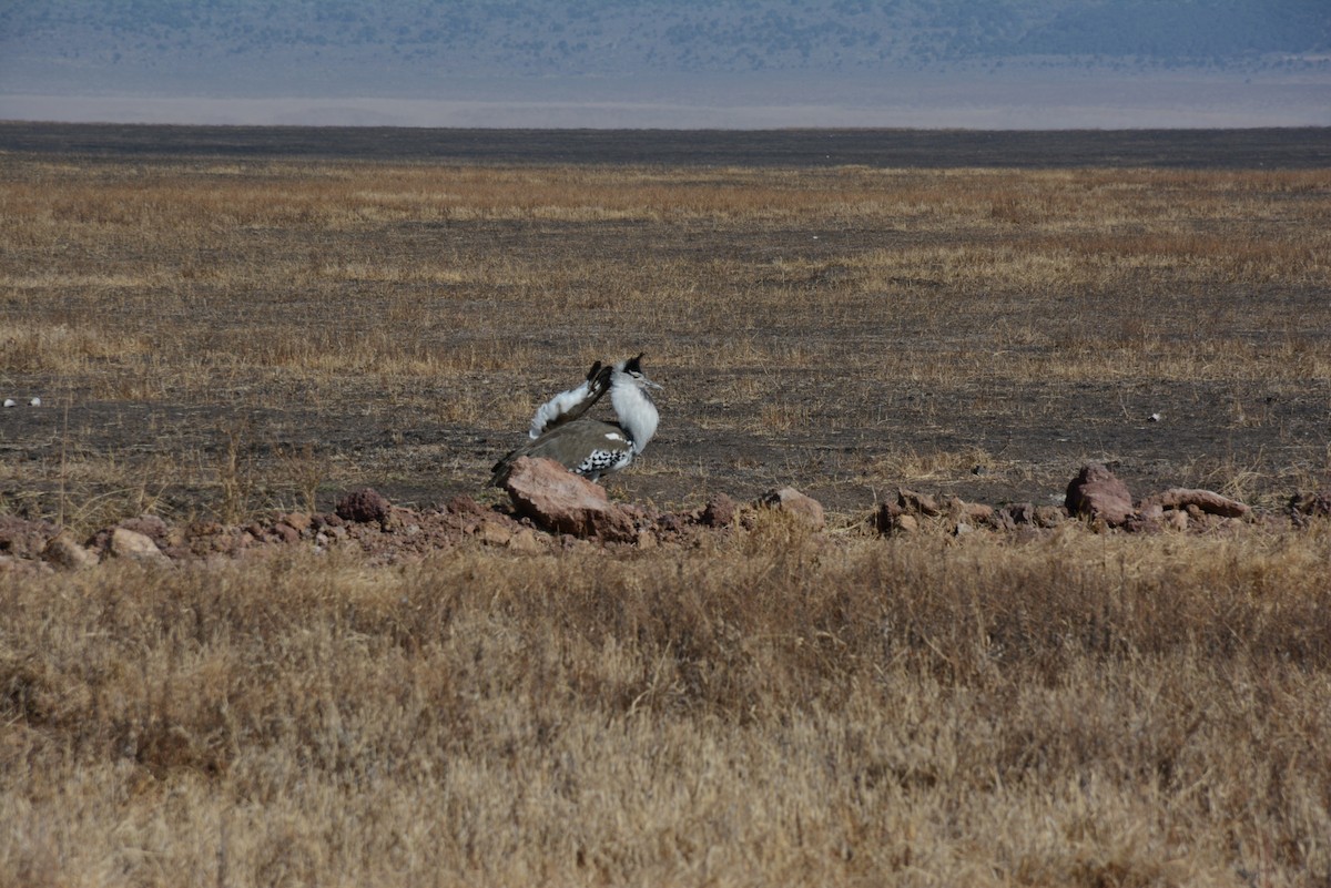 חובת קורי - ML646945815