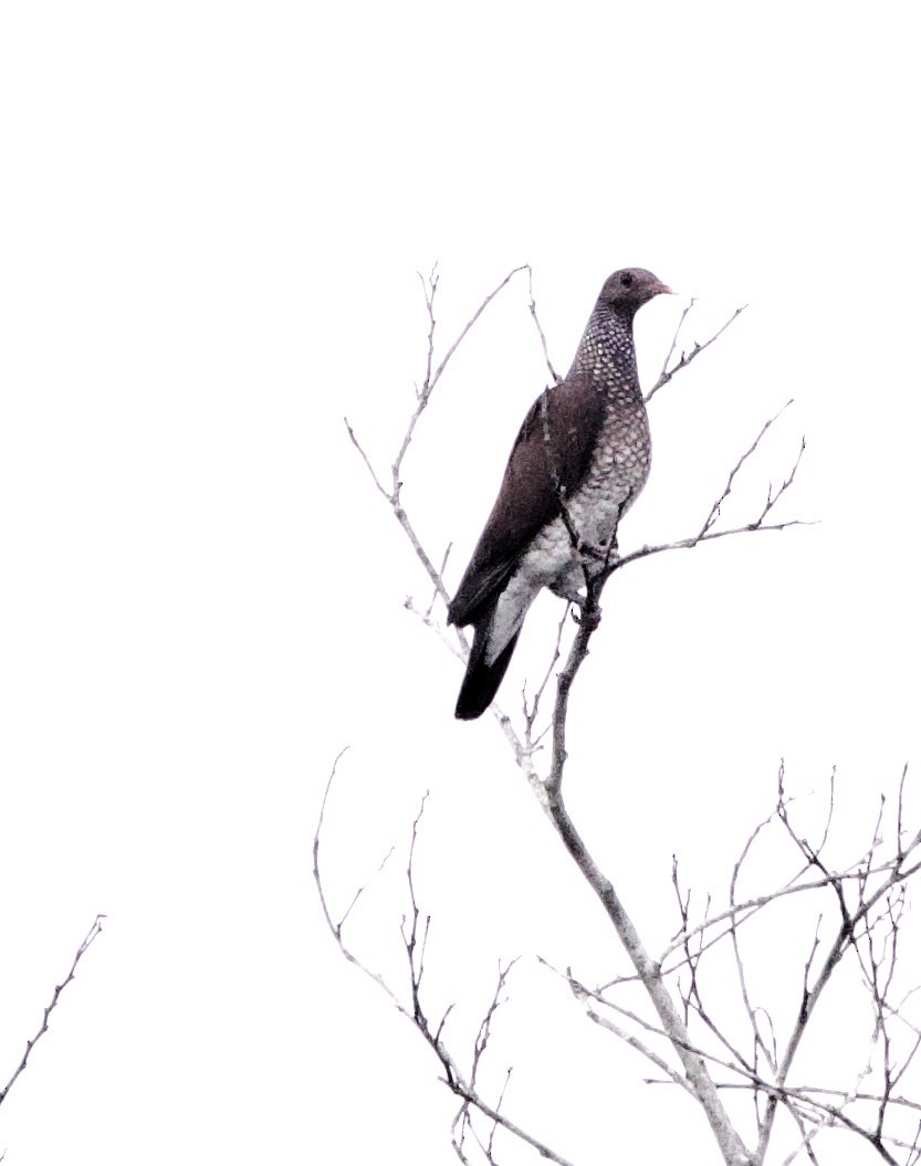 Scaled Pigeon - ML646945817