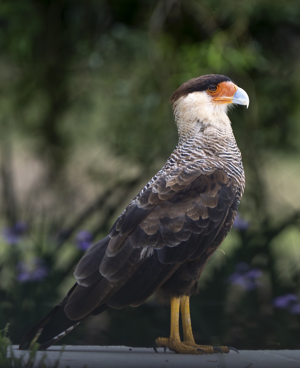 Crested Caracara - ML646945818