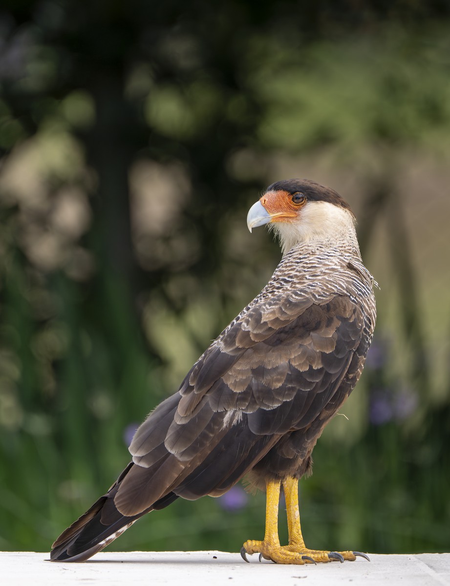 Crested Caracara - ML646945819