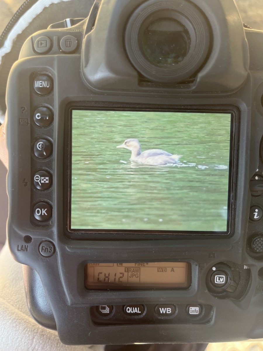 小鸊鷉 - ML646945821