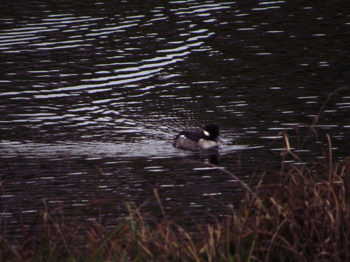 Гоголь-головастик - ML646945825