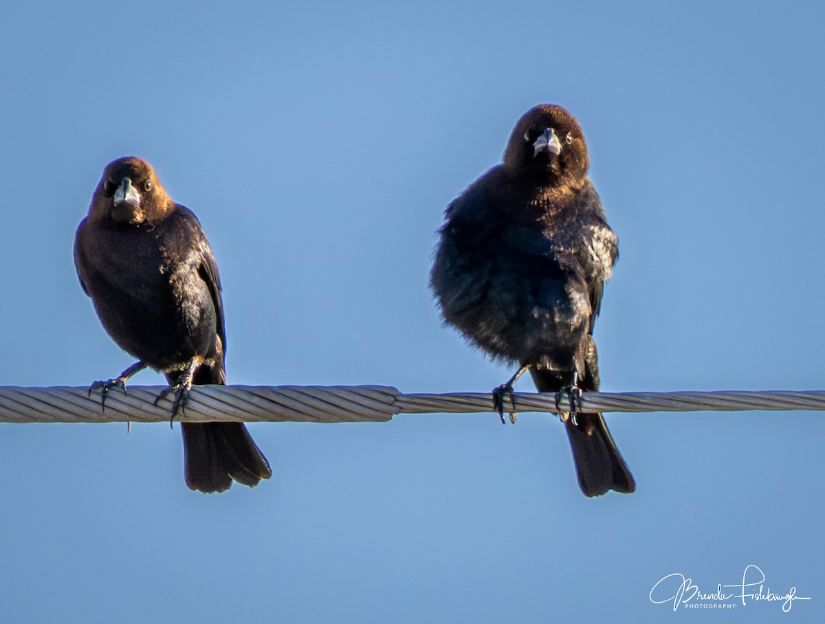 Коровий трупиал, буроголовый желтушник - ML646945827