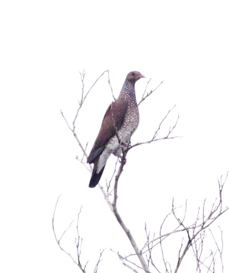 Scaled Pigeon - ML646945828