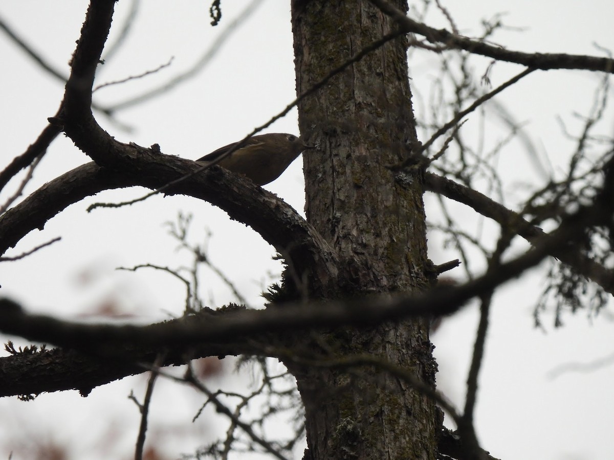 Ruby-crowned Kinglet - ML646945831
