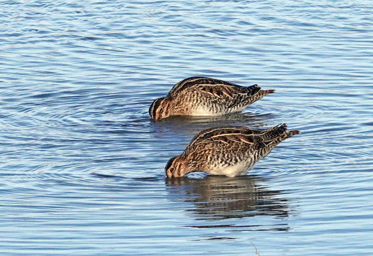 Wilsonbekassine - ML646945833