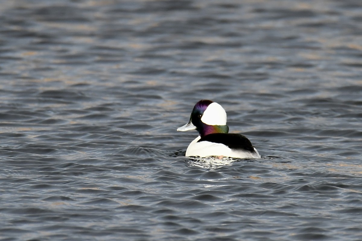 Гоголь-головастик - ML646945834