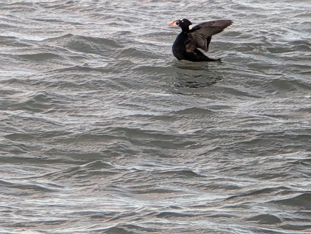 Surf Scoter - ML646945836