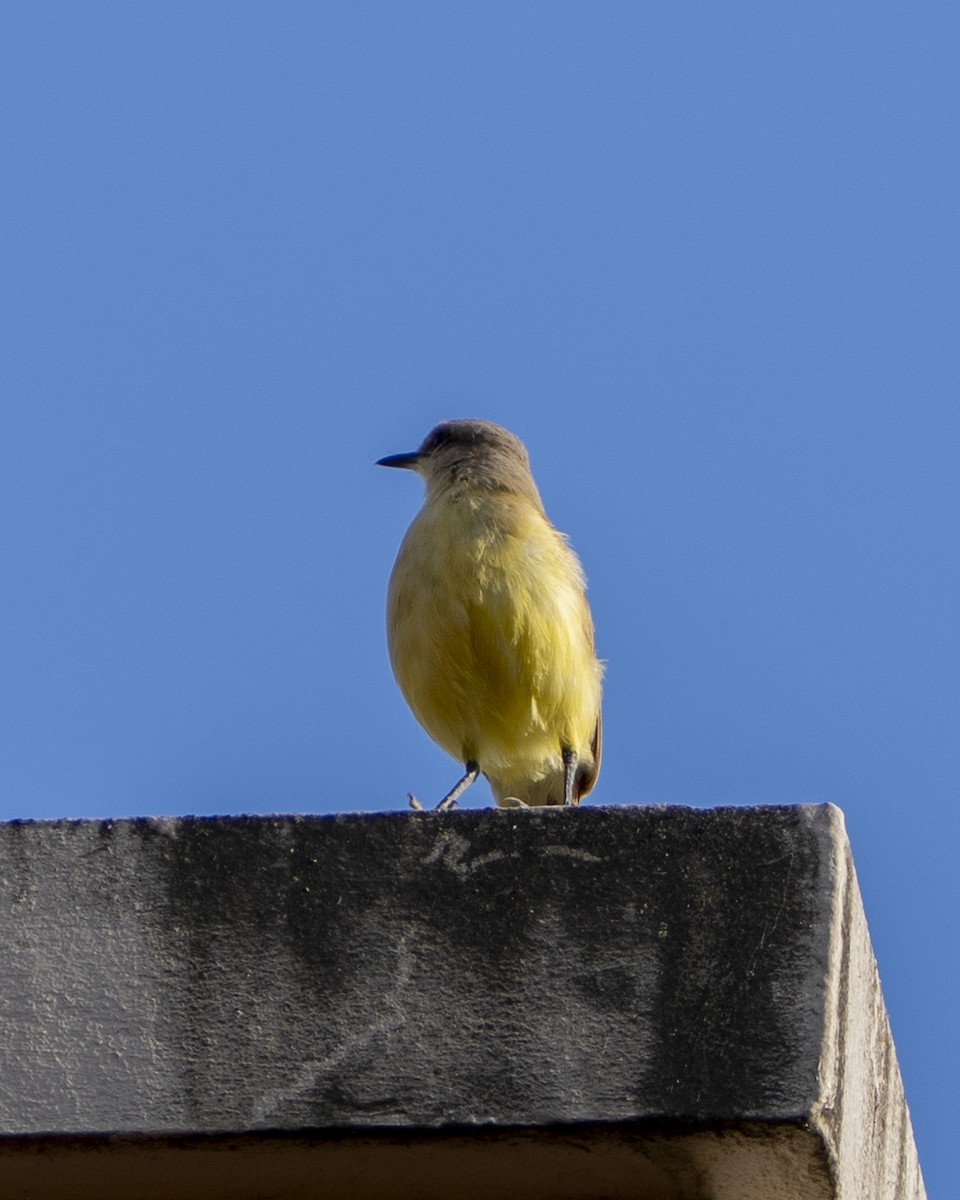 Cattle Tyrant - ML646945838