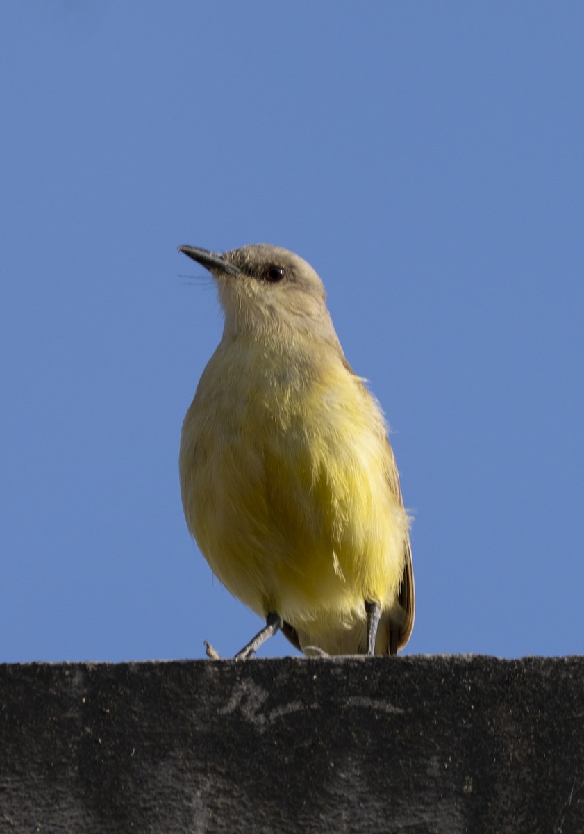 Cattle Tyrant - ML646945839