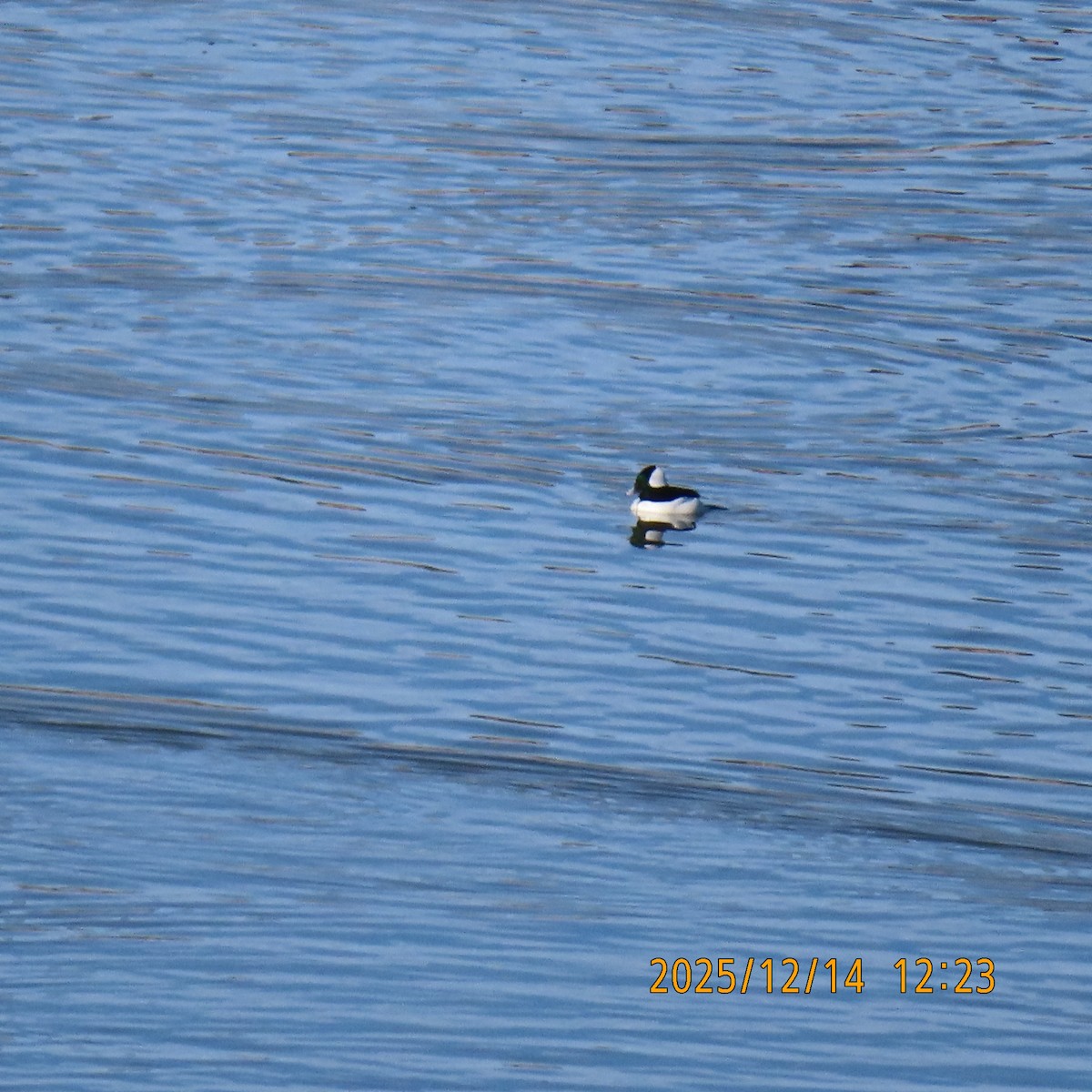 Гоголь-головастик - ML646945841