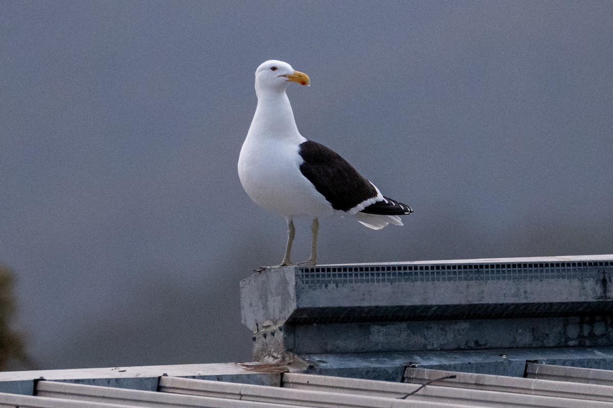 Kelp Gull - ML646945842