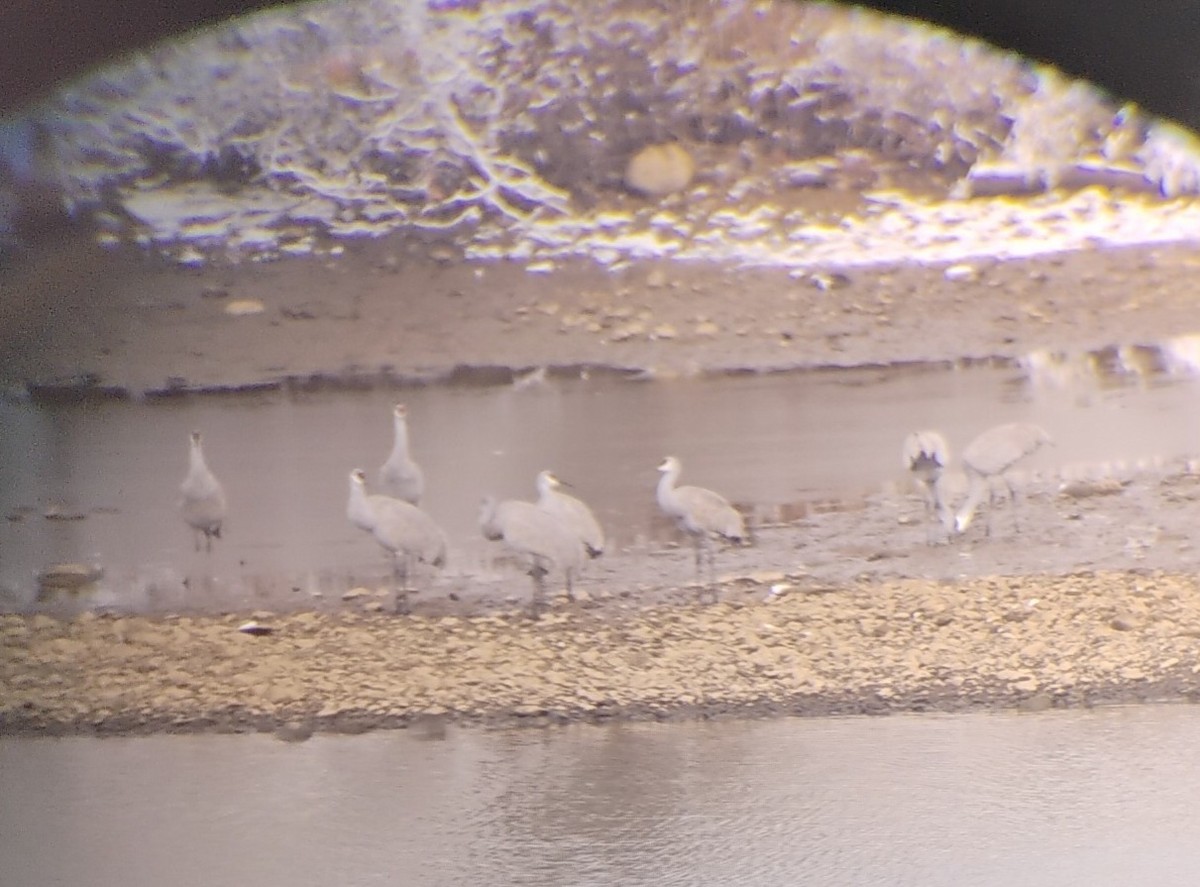 jeřáb kanadský - ML646945843