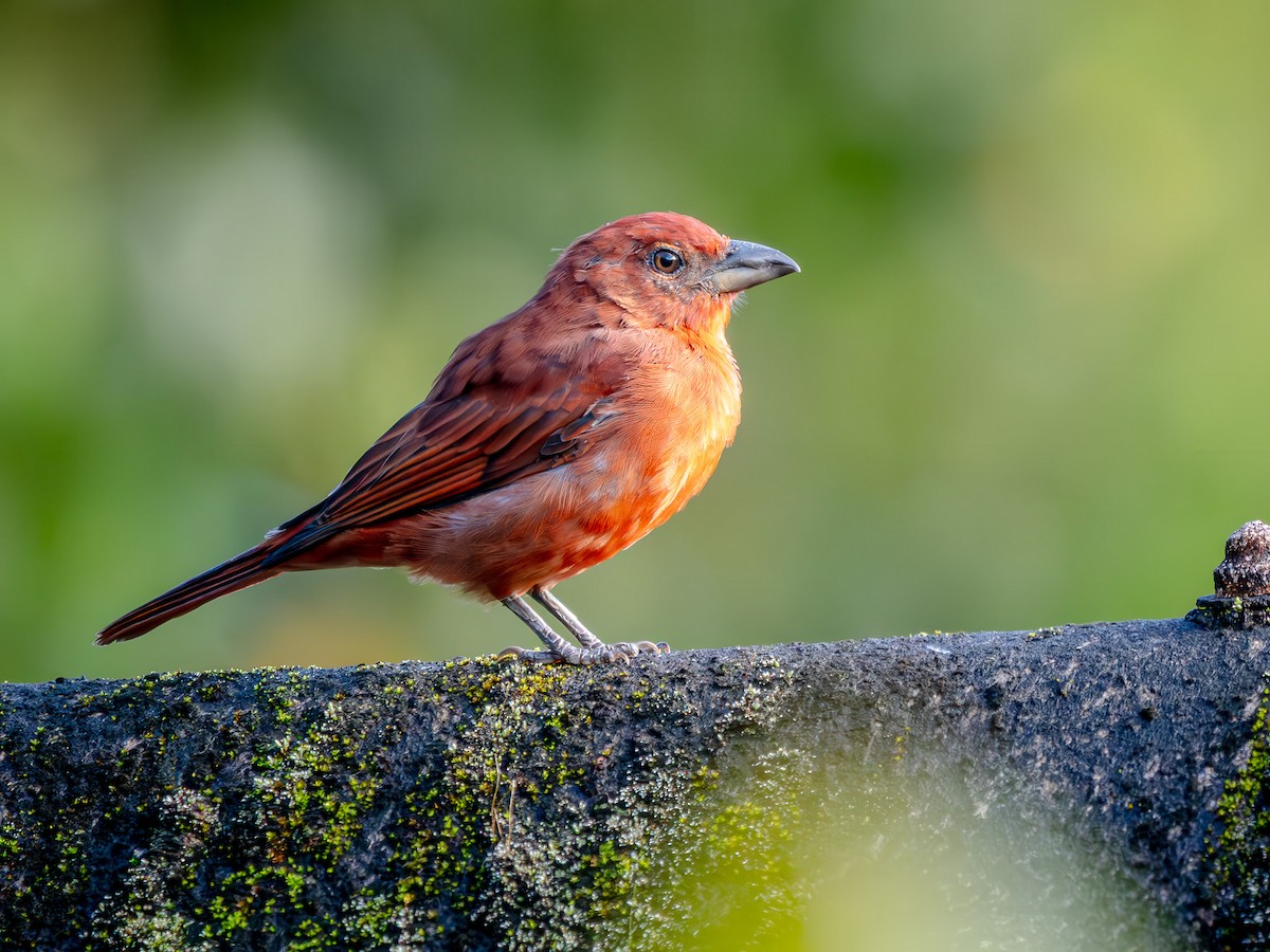 Hepatic Tanager - ML646945844