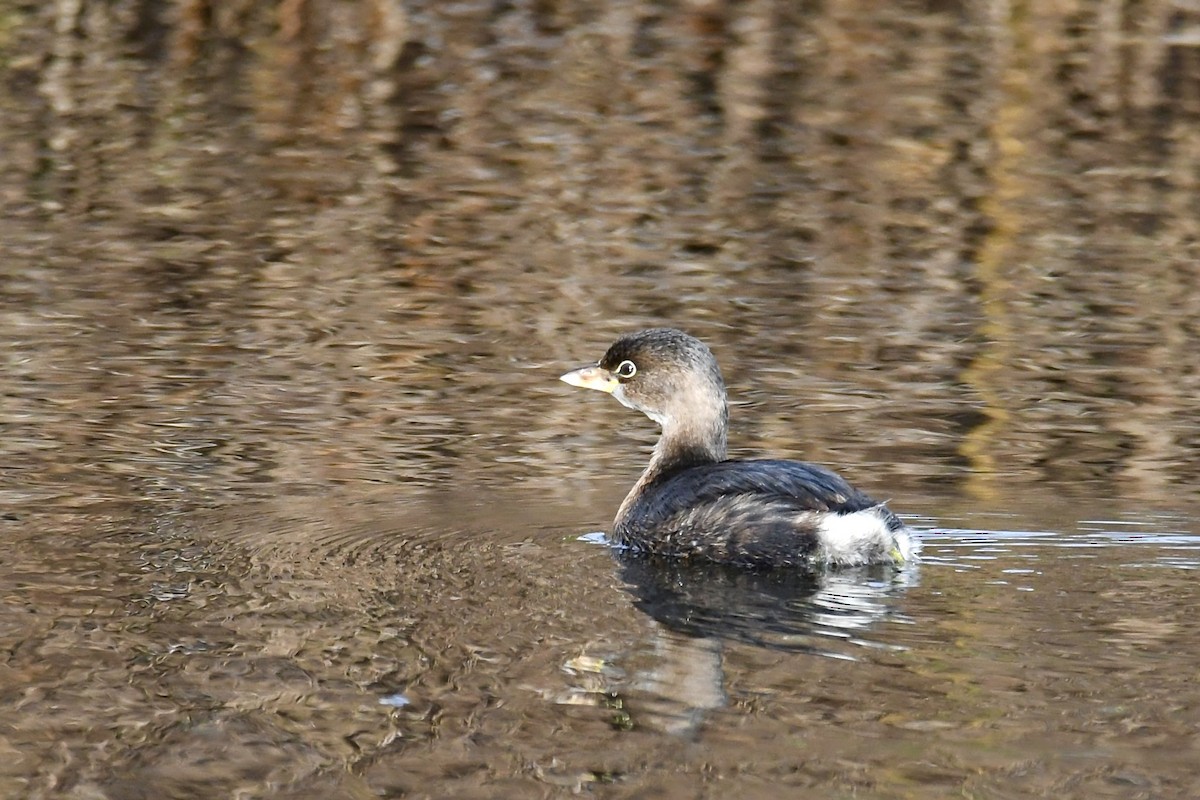 Zampullín Picogrueso - ML646945845
