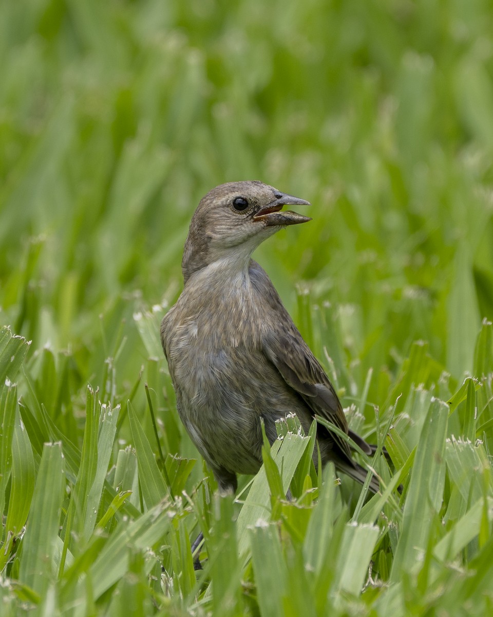 Shiny Cowbird - ML646945848