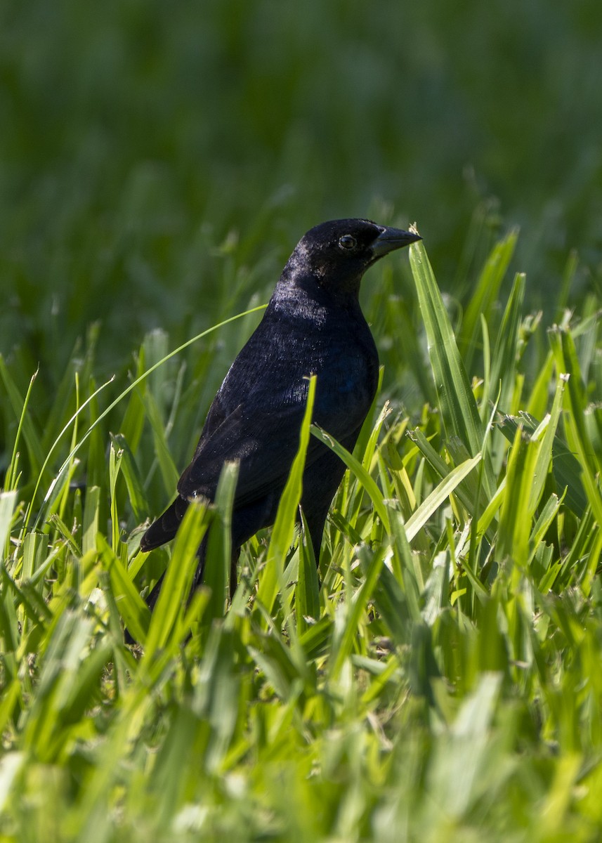 Shiny Cowbird - ML646945849